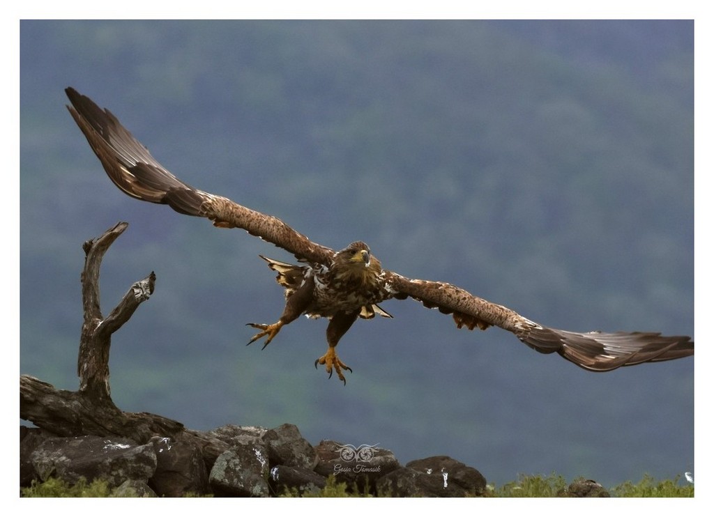 Bielik, orzeł bielik, birkut (Haliaeetus albicilla) 