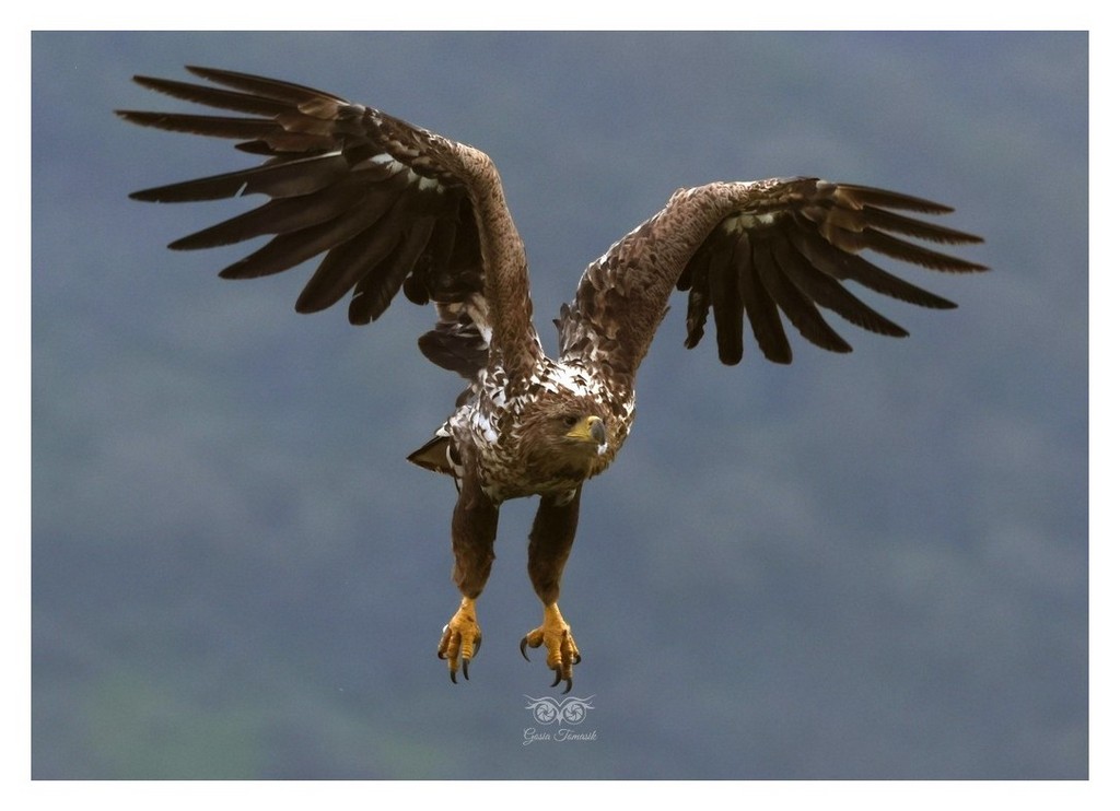 Bielik, orzeł bielik, birkut (Haliaeetus albicilla) 