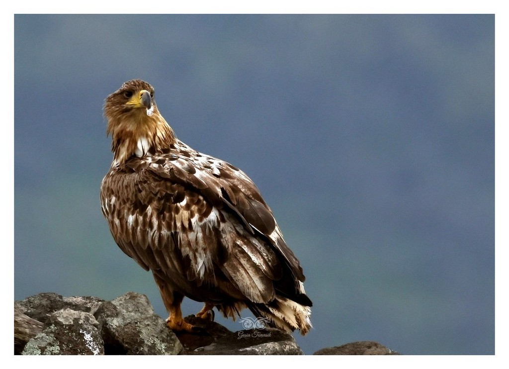 Bielik, orzeł bielik, birkut (Haliaeetus albicilla) 