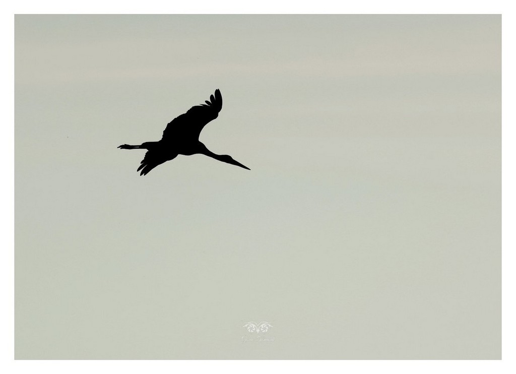 Bocian czarny, gwarowo: hajstra (Ciconia nigra) 