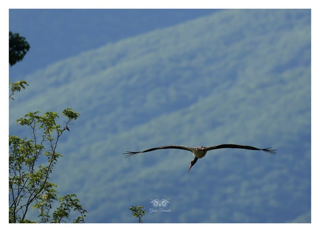 Bocian czarny, gwarowo: hajstra (Ciconia nigra)