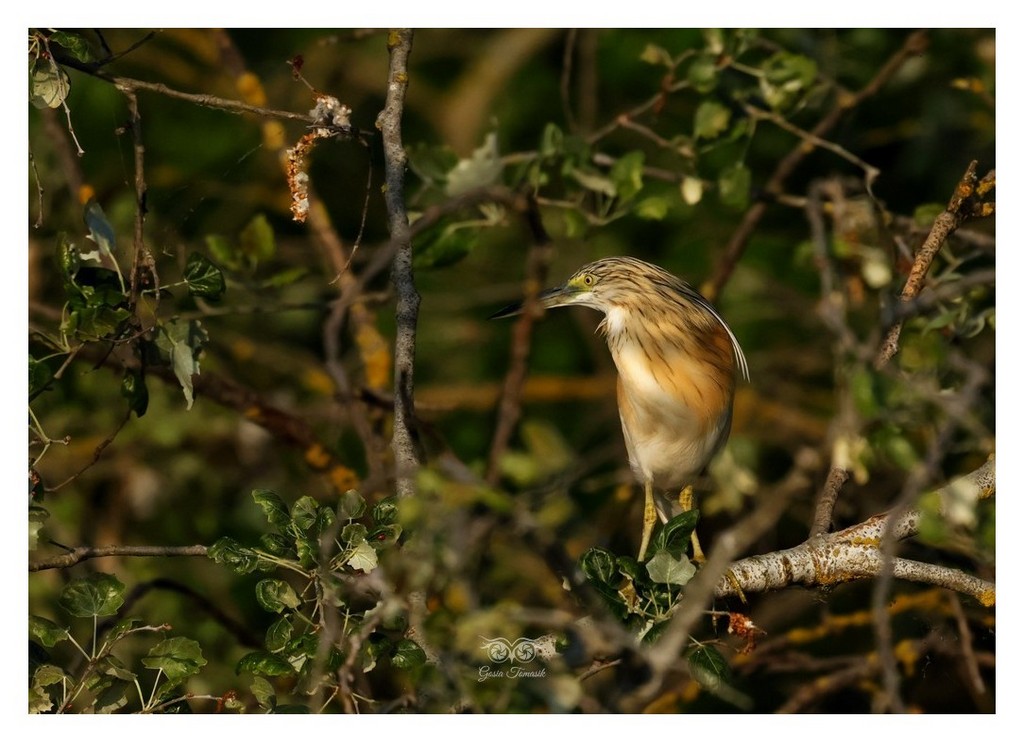 Czapla modronosa (Ardeola ralloides) 