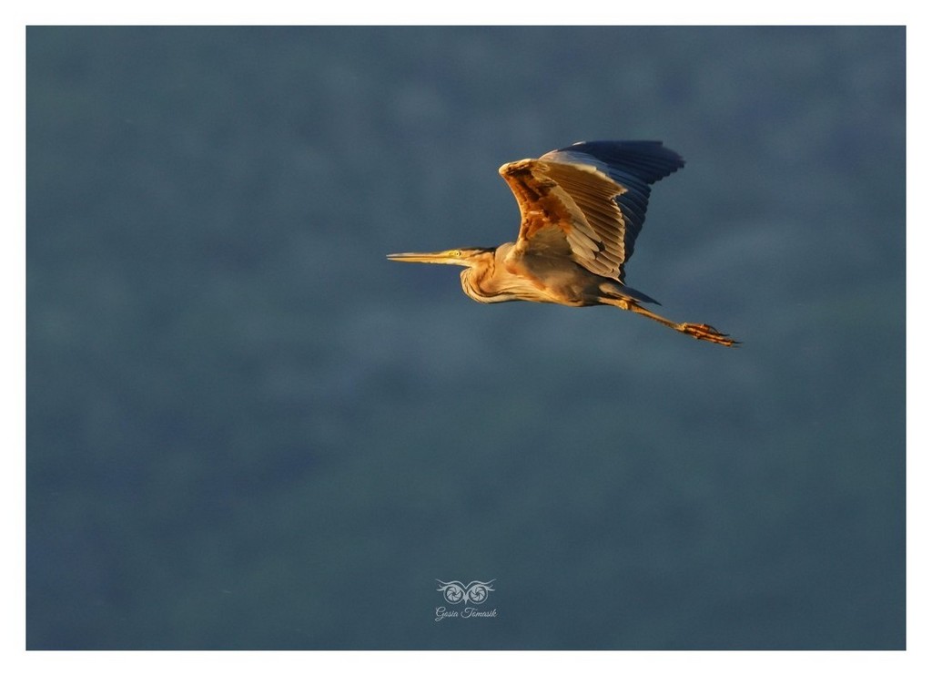 Czapla purpurowa (Ardea purpurea) 
Grecja 2026.04