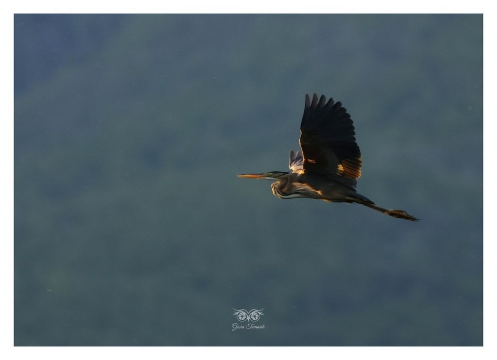 Czapla purpurowa (Ardea purpurea) 
Grecja 2026.04