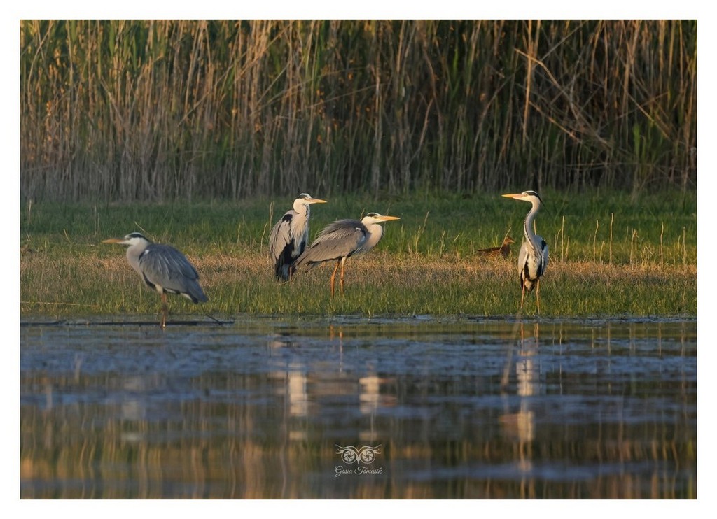Czapla siwa (Ardea cinerea), 
Grecja 2026.04