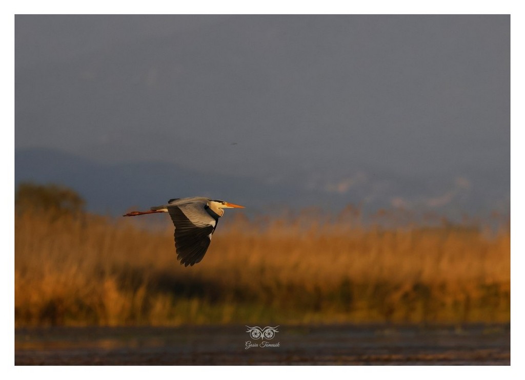 Czapla siwa (Ardea cinerea), 
Grecja 2026.04