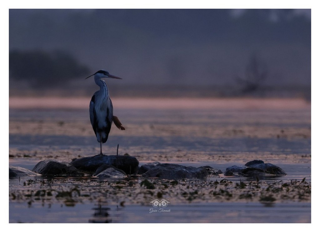 Czapla siwa (Ardea cinerea), 
Grecja 2026.04