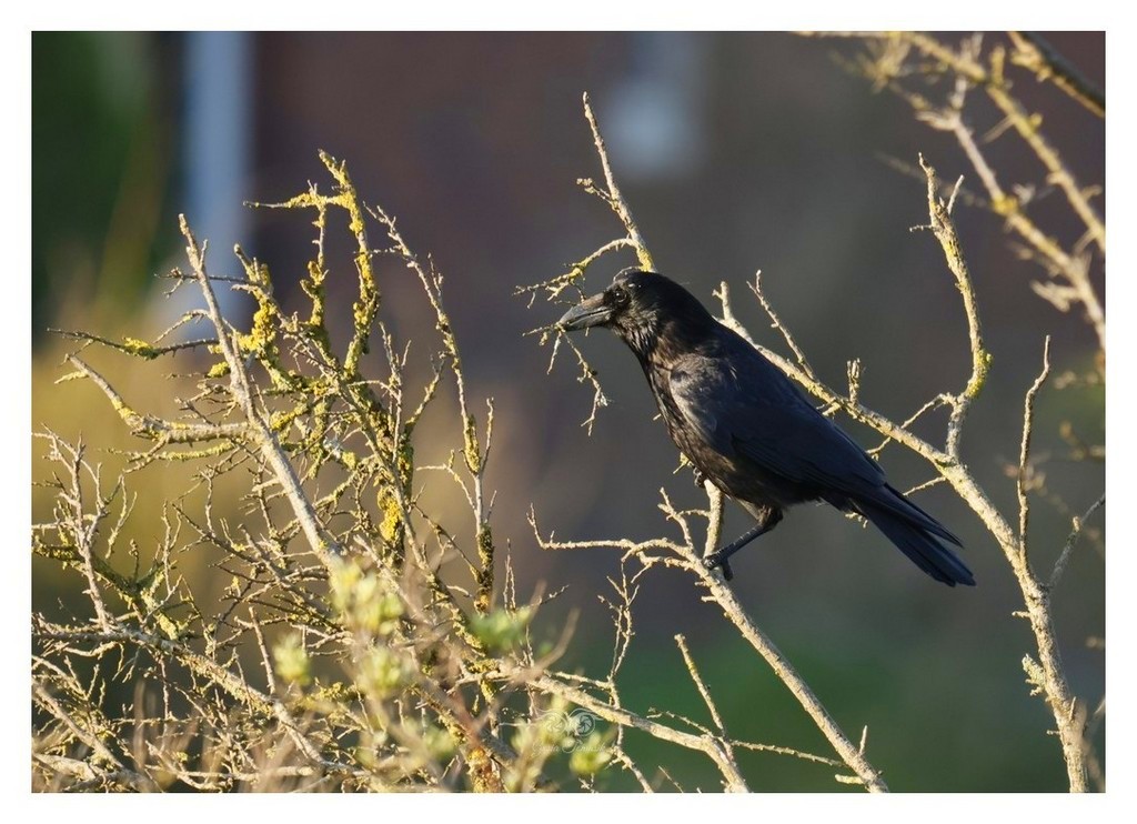 Czarnowron, wrona czarna, wroniec (Corvus corone corone) 
