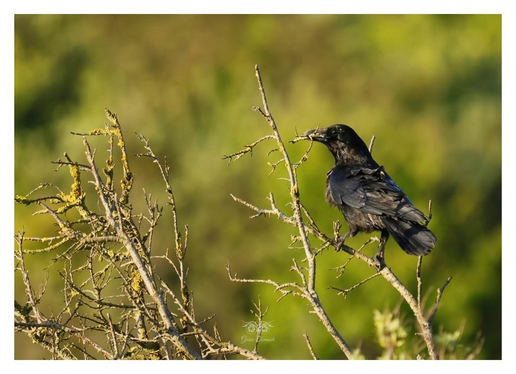 Czarnowron, wrona czarna, wroniec (Corvus corone corone) 