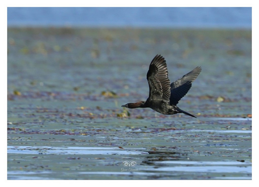 Kormoran mały (Microcarbo pygmaeus)