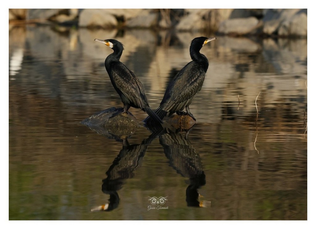 Kormoran (zwyczajny), kormoran czarny (Phalacrocorax carbo) 