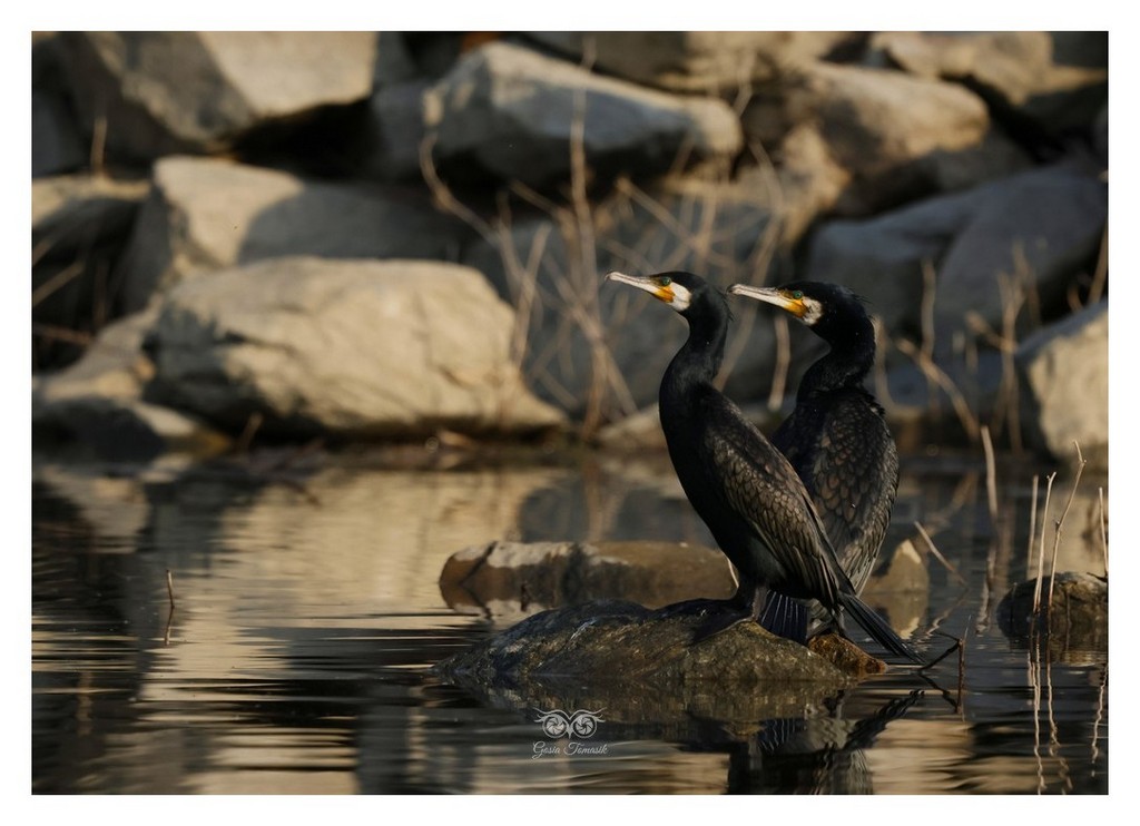 Kormoran (zwyczajny), kormoran czarny (Phalacrocorax carbo) 