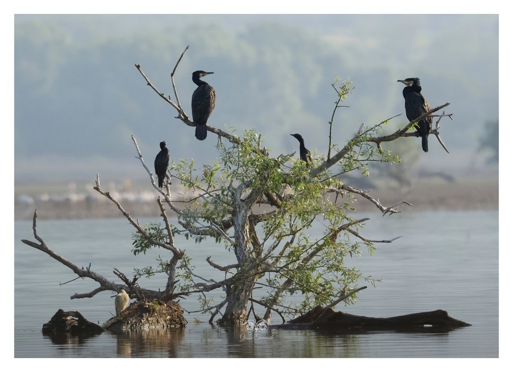 Kormoran (zwyczajny), kormoran czarny (Phalacrocorax carbo) 