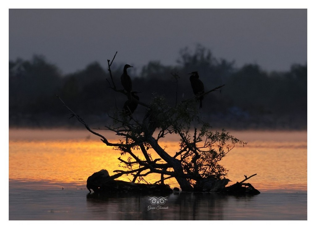 Kormoran (zwyczajny), kormoran czarny (Phalacrocorax carbo) 