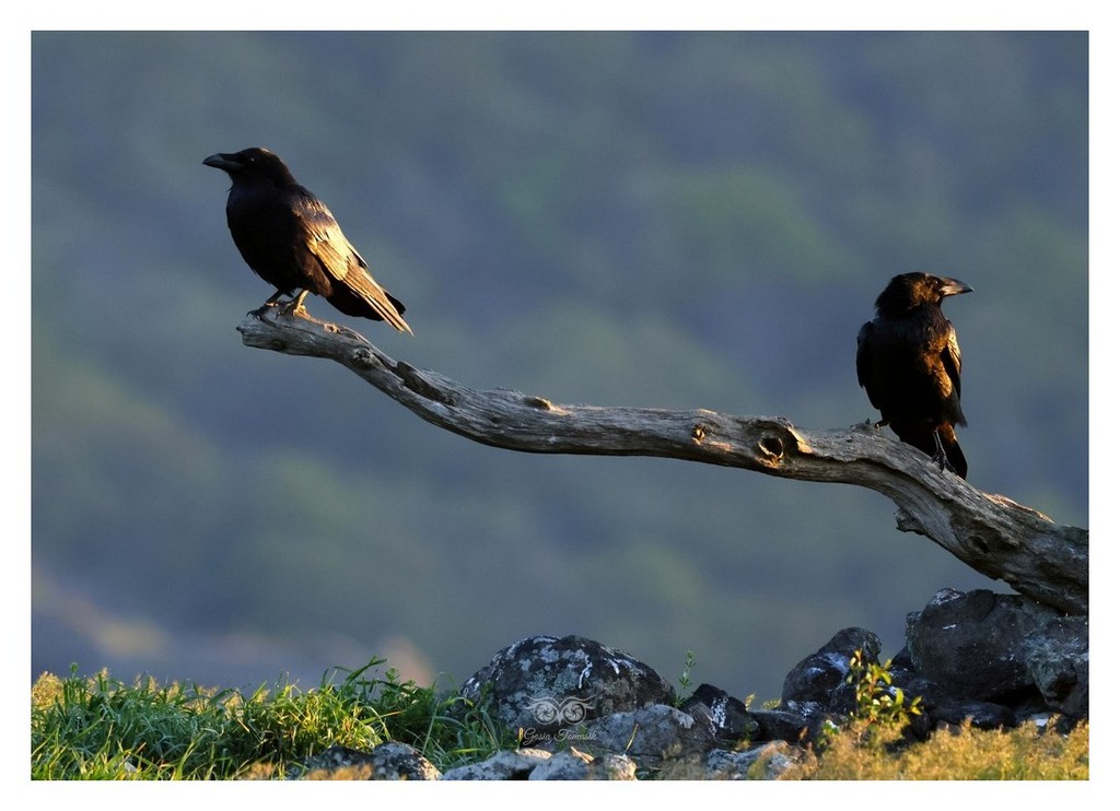 Kruk zwyczajny (Corvus corax) 