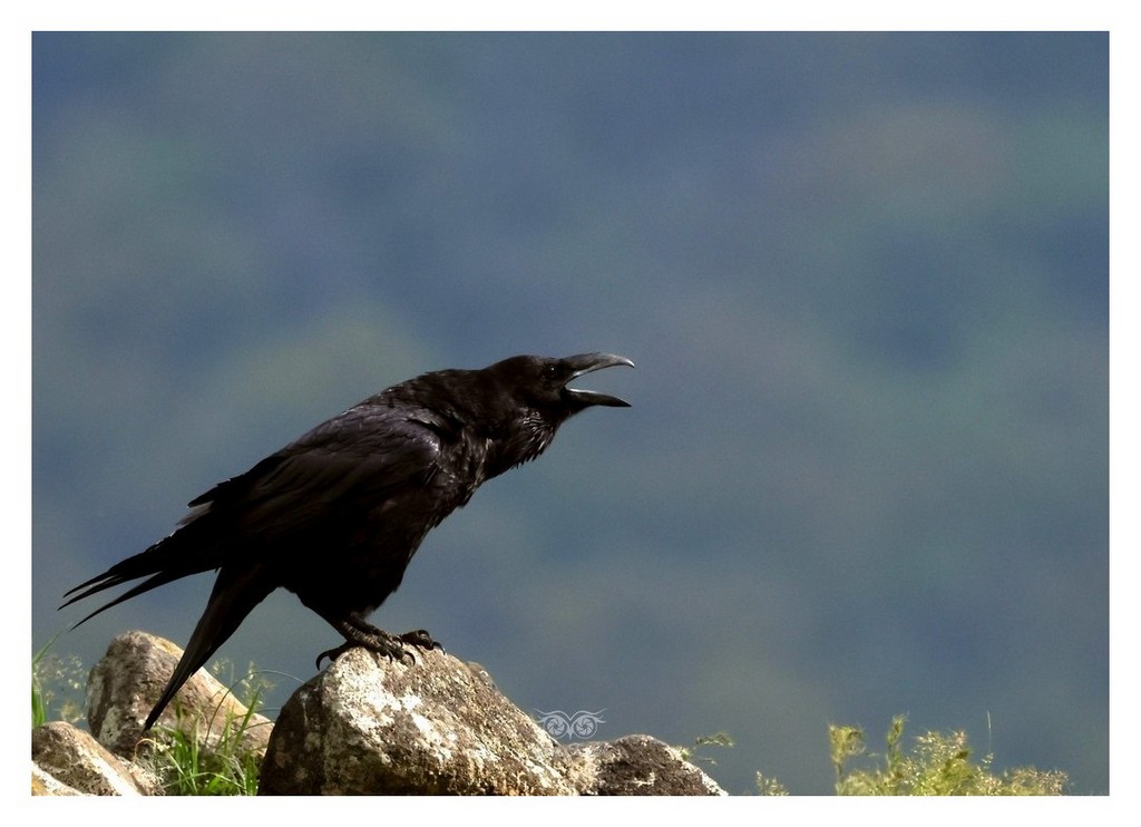 Kruk zwyczajny (Corvus corax) 