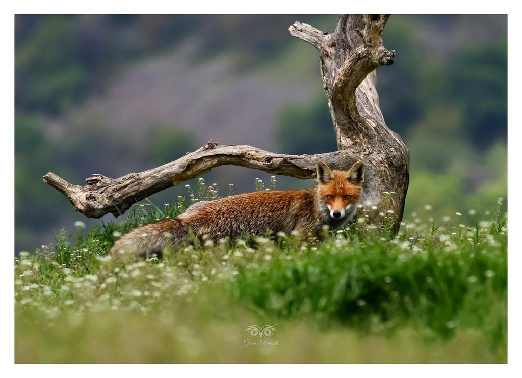 Lis rudy, lis pospolity (Vulpes vulpes)