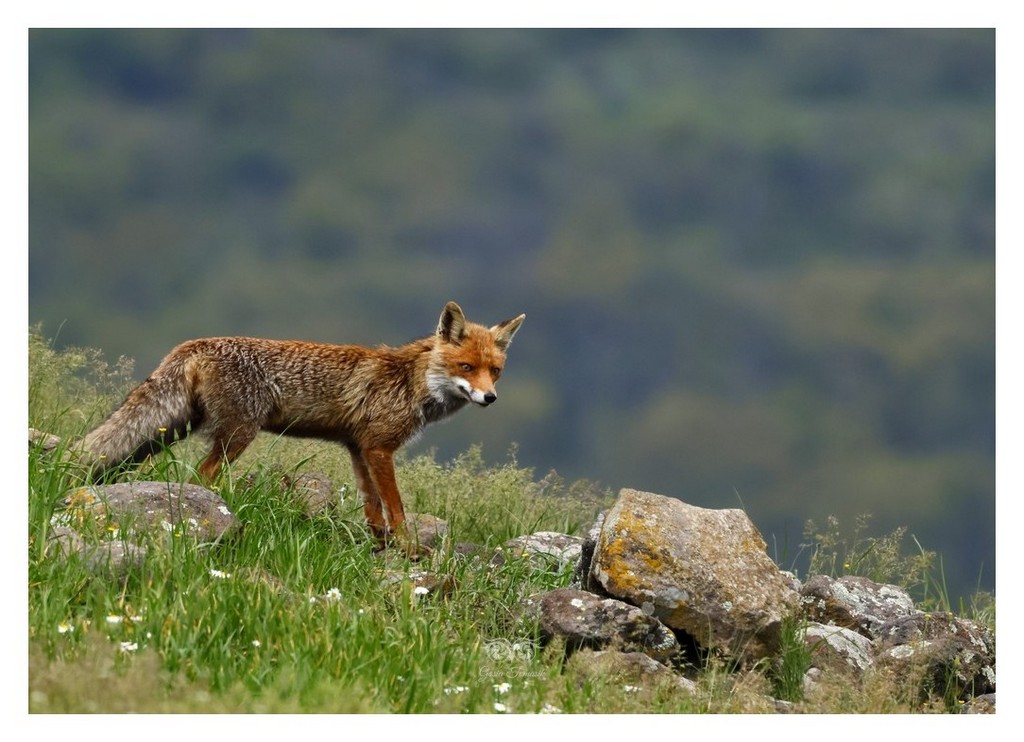 Lis rudy, lis pospolity (Vulpes vulpes)