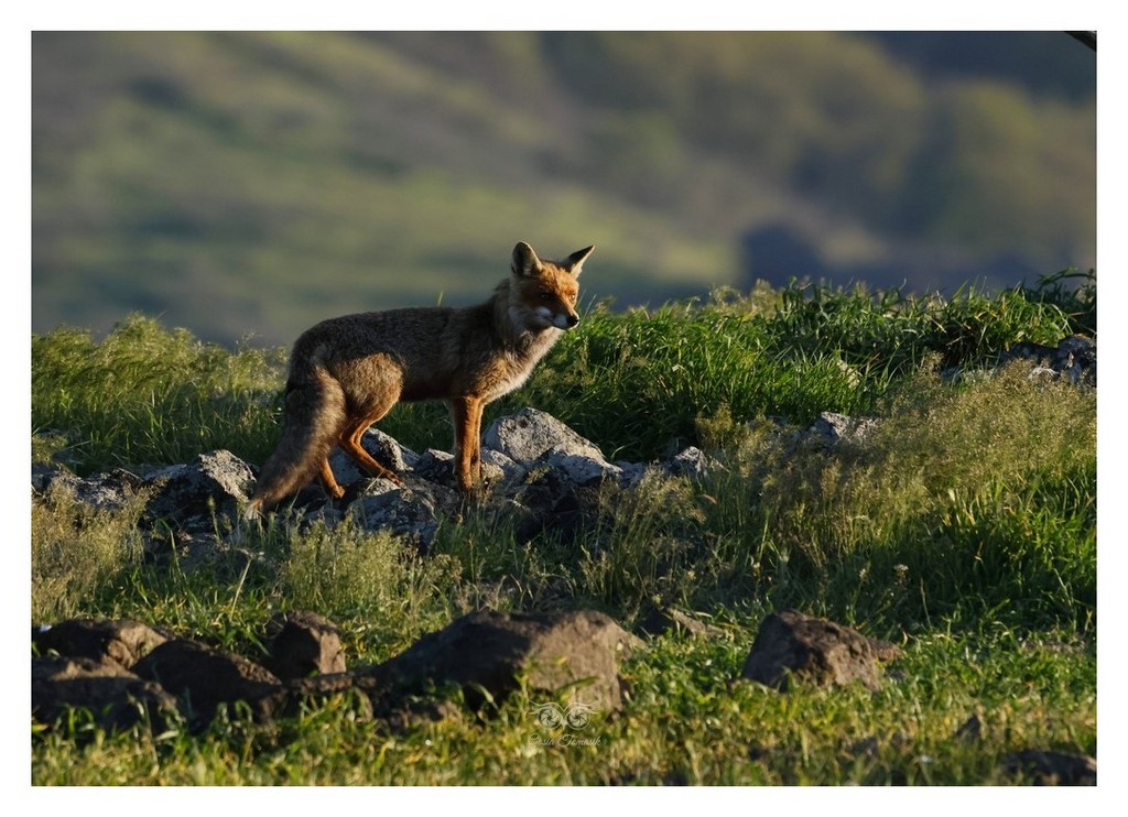Lis rudy, lis pospolity (Vulpes vulpes)
