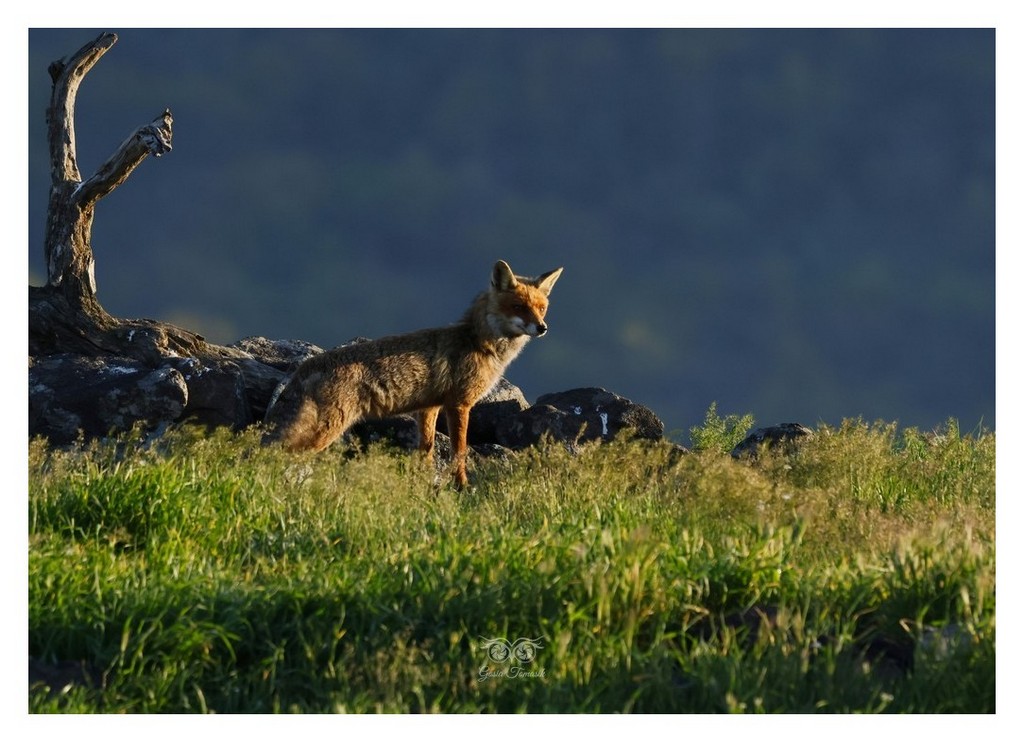 Lis rudy, lis pospolity (Vulpes vulpes)