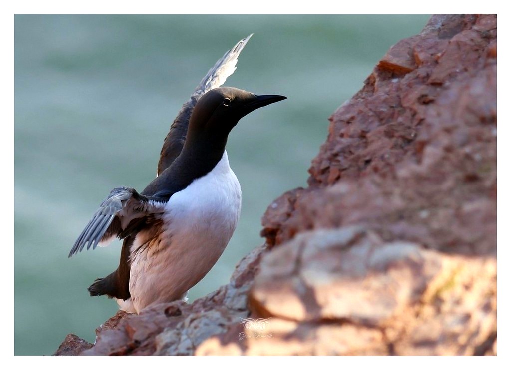 Nurzyk (zwyczajny), nurzyk podbielały (Uria aalge)