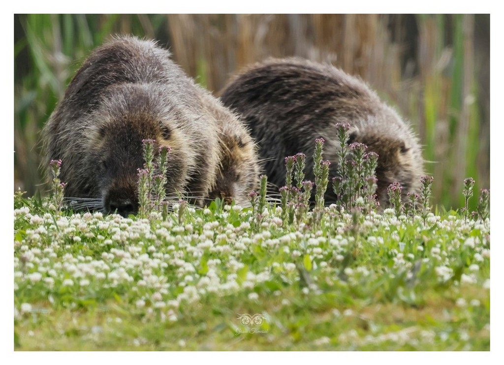 Nutria amerykańska (Myocastor coypus) 