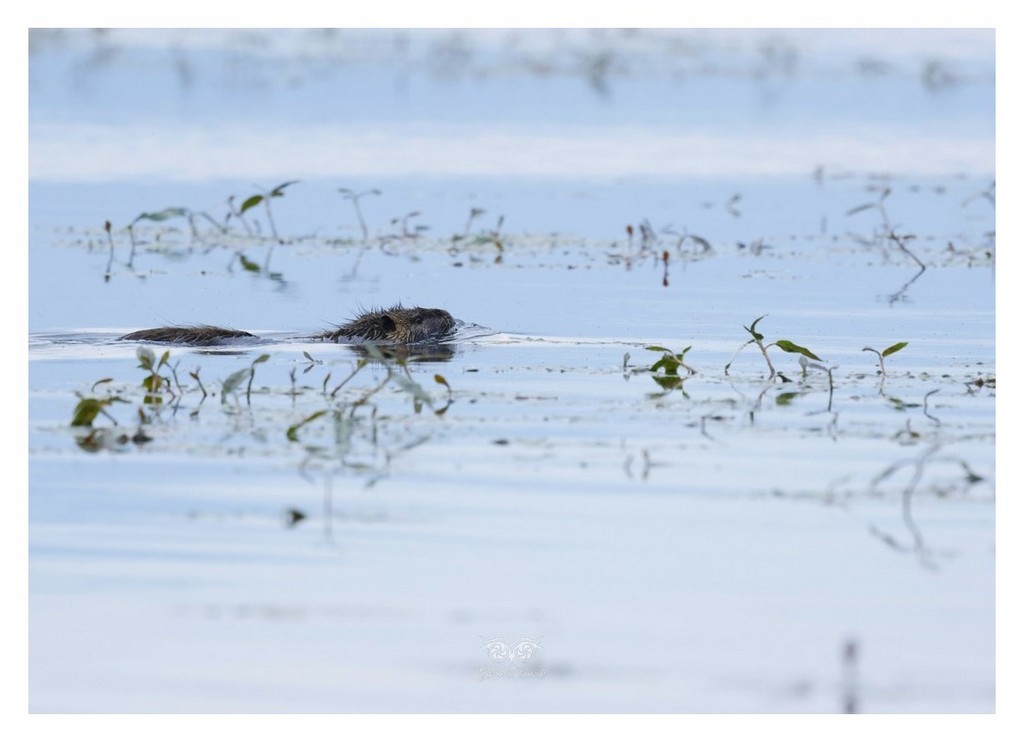 Nutria amerykańska (Myocastor coypus) 