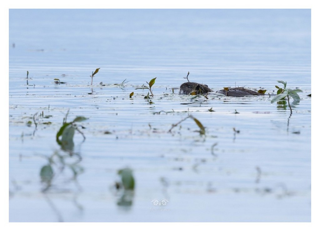 Nutria amerykańska (Myocastor coypus) 
