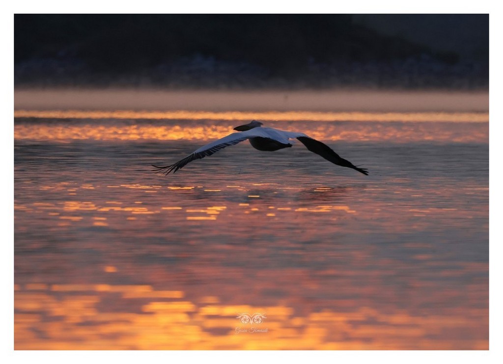 Pelikan kędzierzawy (Pelecanus crispus)
