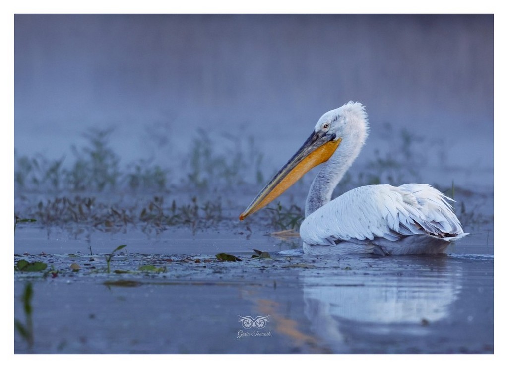 Pelikan kędzierzawy (Pelecanus crispus)