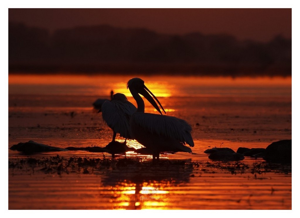 Pelikan kędzierzawy (Pelecanus crispus)