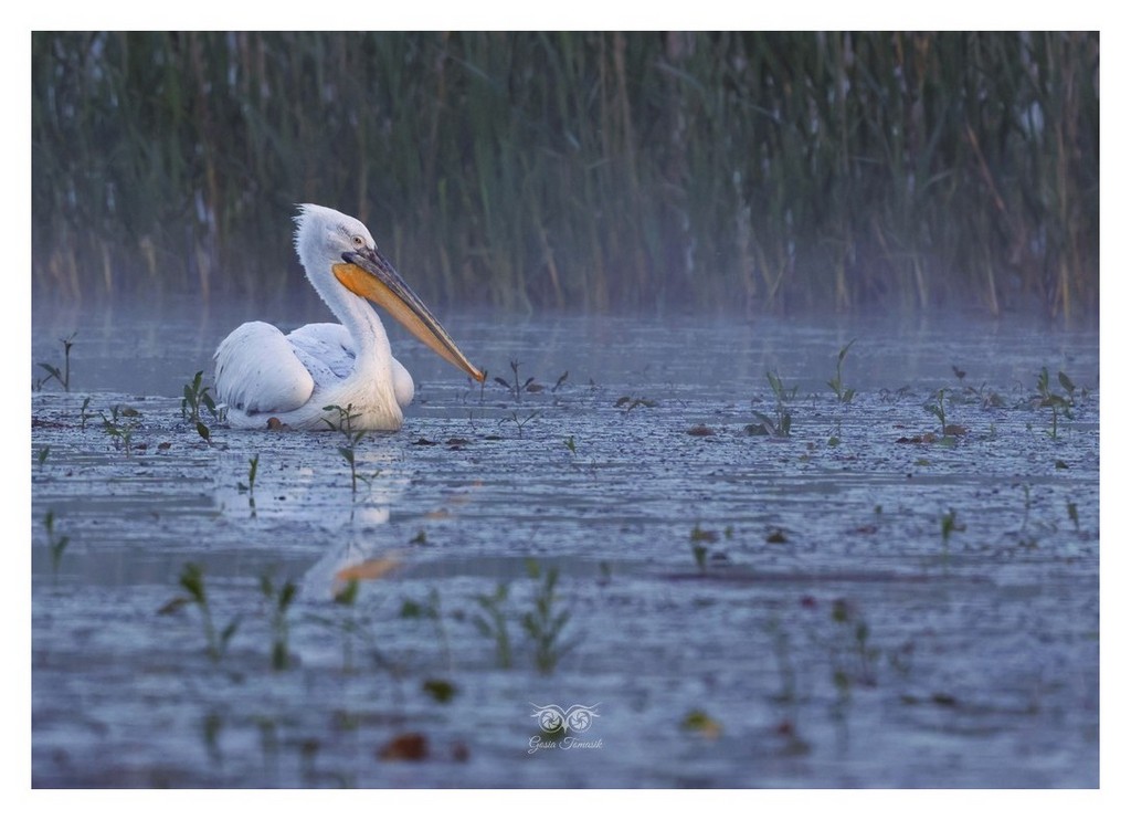 Pelikan kędzierzawy (Pelecanus crispus)