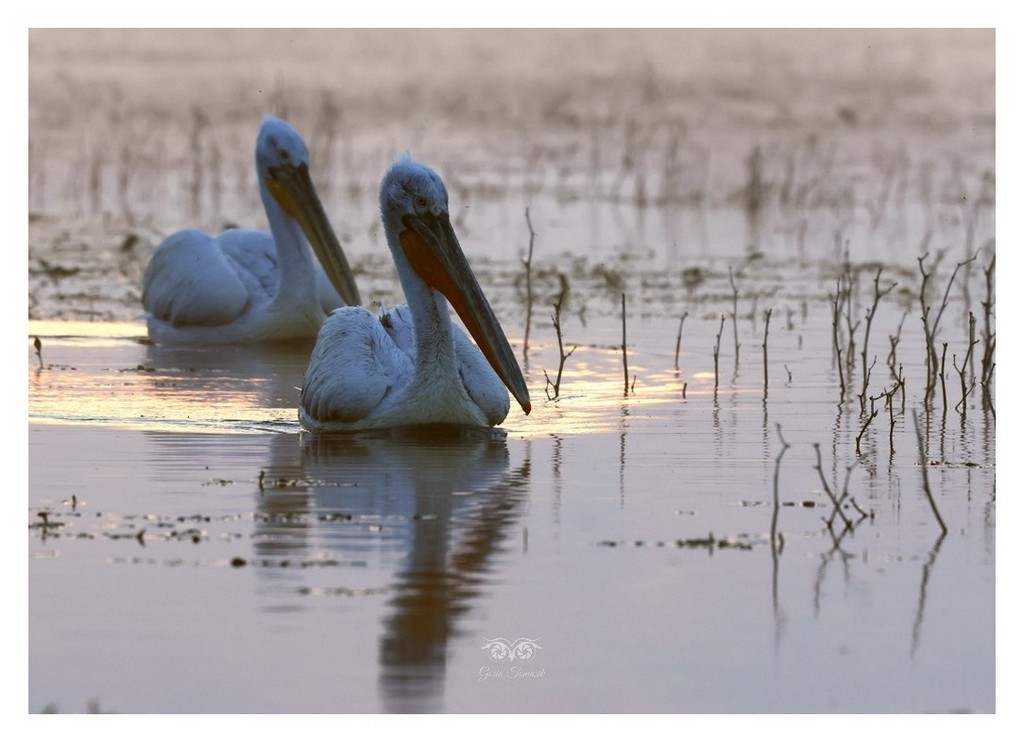 Pelikan kędzierzawy (Pelecanus crispus)