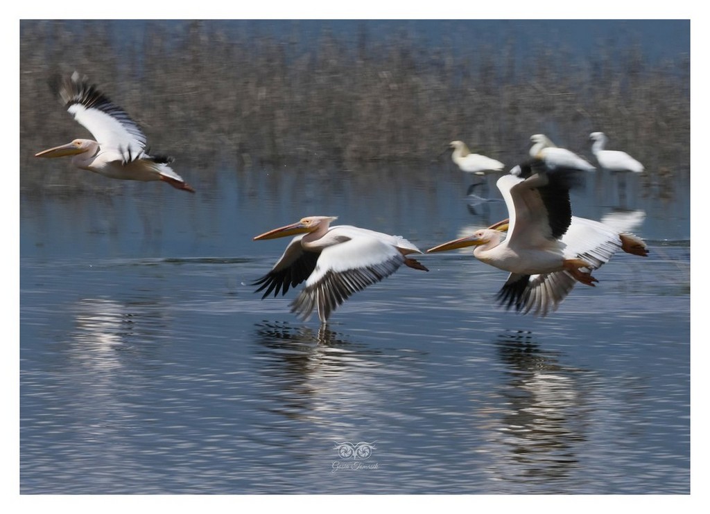 Pelikan różowy, pelikan baba (Pelecanus onocrotalus)