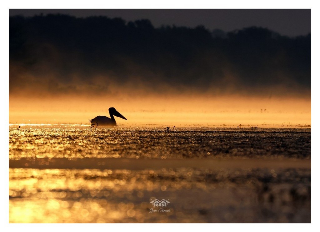 Pelikan różowy, pelikan baba (Pelecanus onocrotalus)