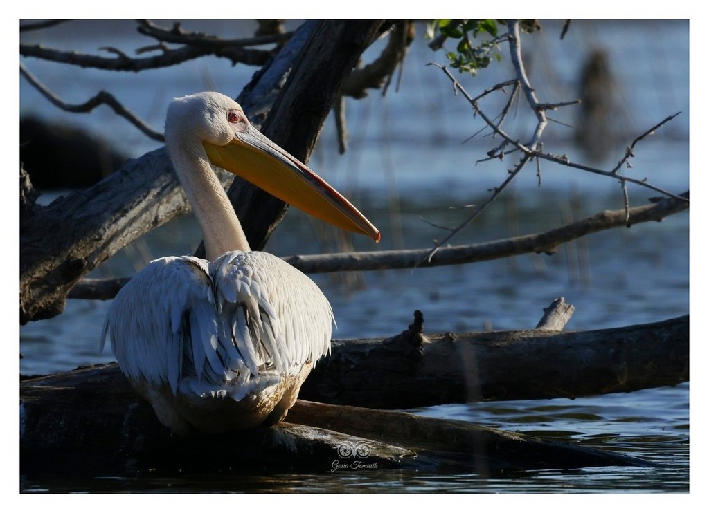 Pelikan różowy, pelikan baba (Pelecanus onocrotalus)