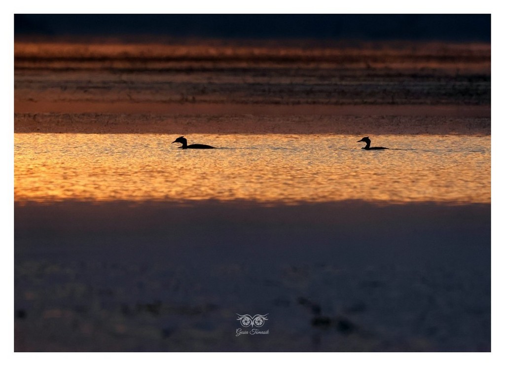 Perkoz dwuczuby (Podiceps cristatus)