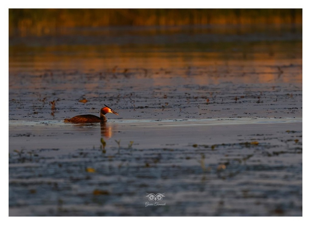 Perkoz dwuczuby (Podiceps cristatus)