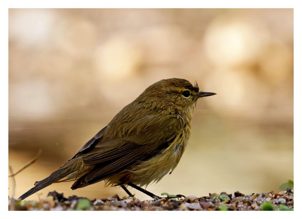 Pierwiosnek, pierwiosnek zwyczajny (Phylloscopus collybita)