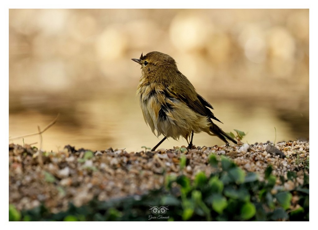 Pierwiosnek, pierwiosnek zwyczajny (Phylloscopus collybita)