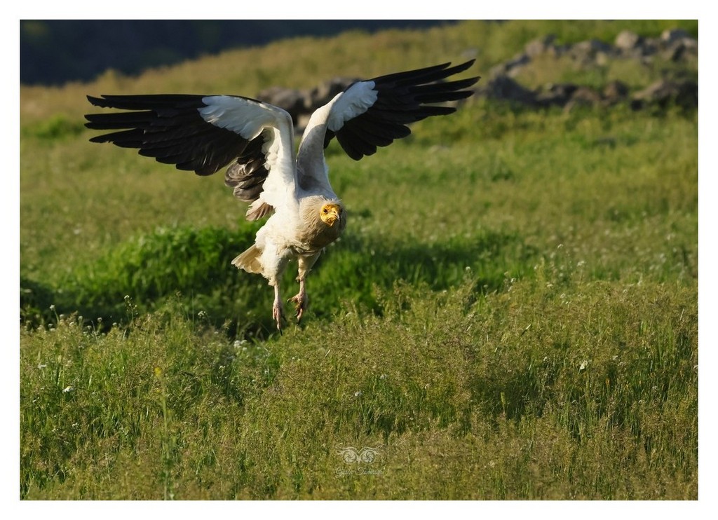 Ścierwnik, ścierwnik biały, białosęp (Neophron percnopterus) 