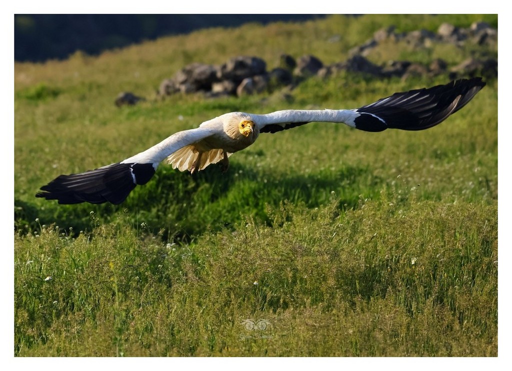 Ścierwnik, ścierwnik biały, białosęp (Neophron percnopterus) 