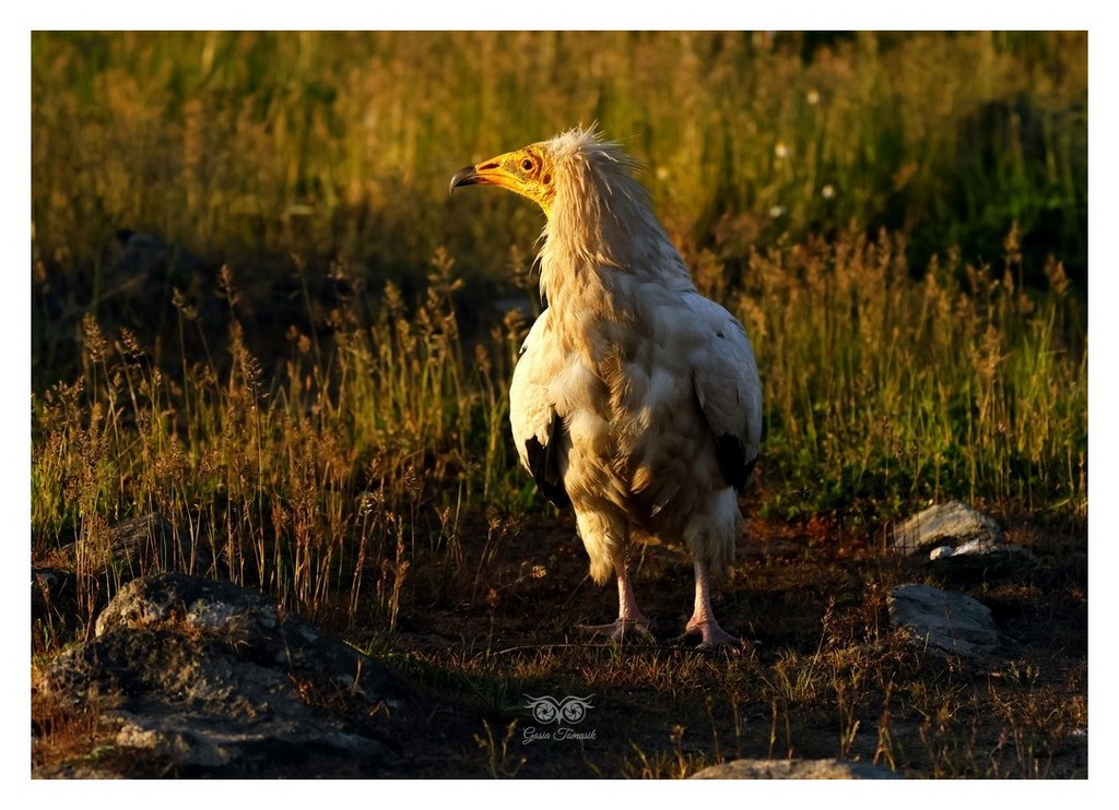 Ścierwnik, ścierwnik biały, białosęp (Neophron percnopterus) 