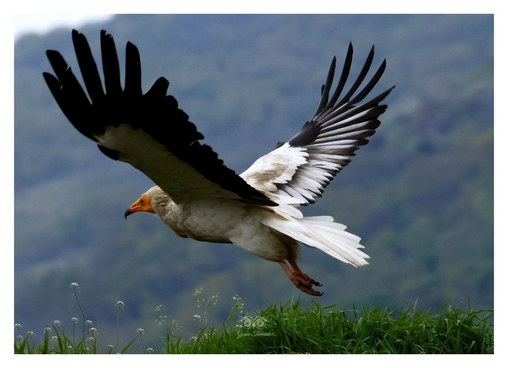 Ścierwnik, ścierwnik biały, białosęp (Neophron percnopterus) 