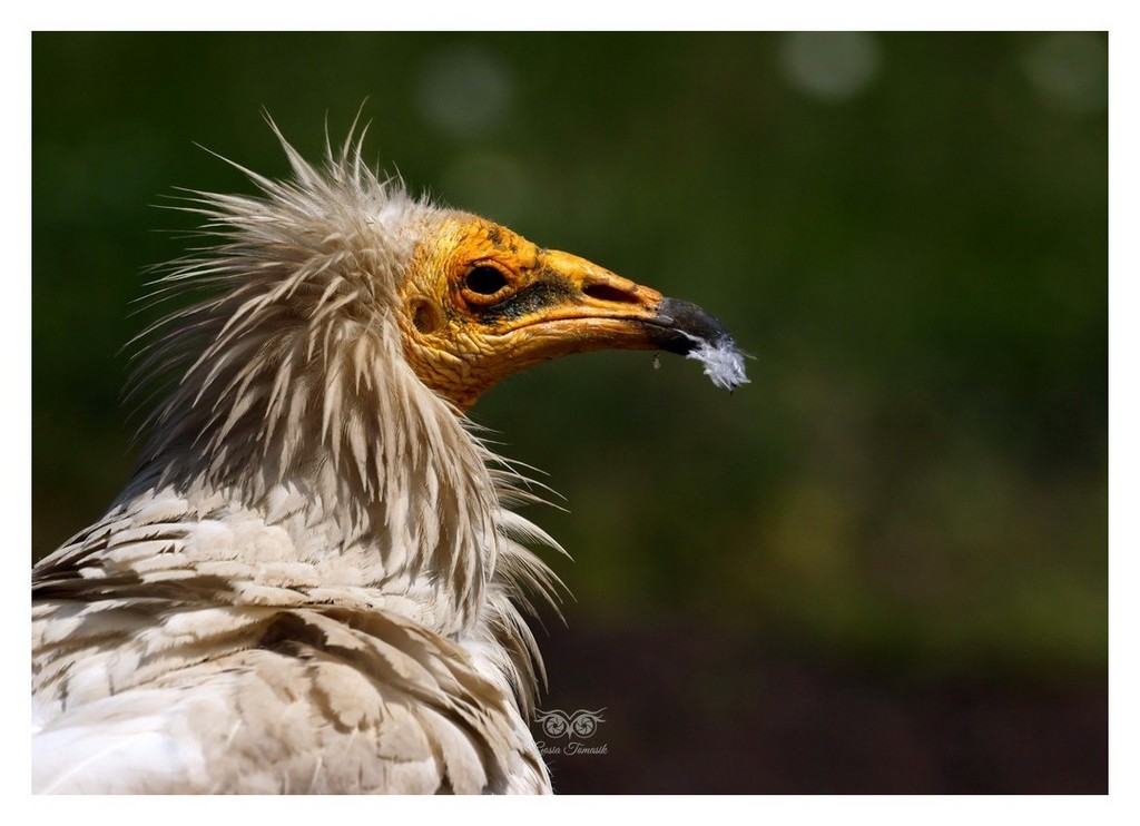 Ścierwnik, ścierwnik biały, białosęp (Neophron percnopterus) 