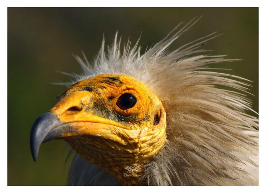 Ścierwnik, ścierwnik biały, białosęp (Neophron percnopterus) 