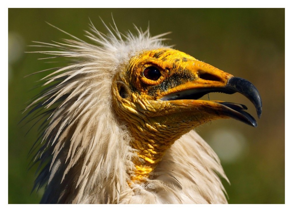 Ścierwnik, ścierwnik biały, białosęp (Neophron percnopterus) 