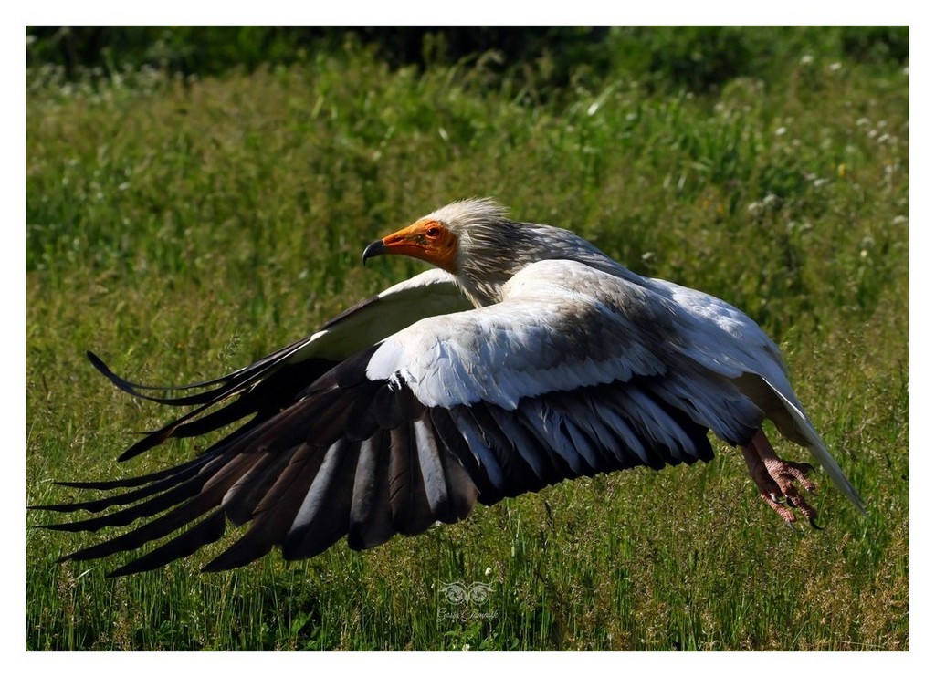 Ścierwnik, ścierwnik biały, białosęp (Neophron percnopterus) 