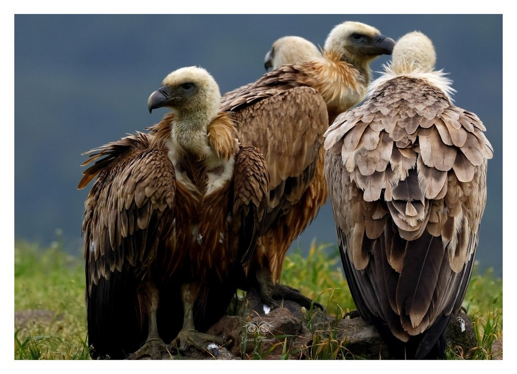 Sęp płowy (Gyps fulvus)