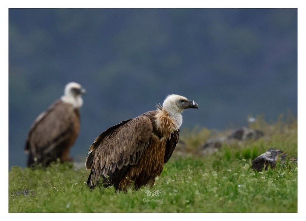 Sęp płowy (Gyps fulvus)
